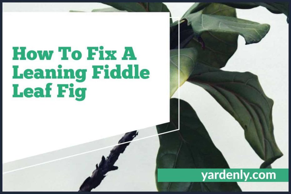 How To Fix A Leaning Fiddle Leaf Fig (1)