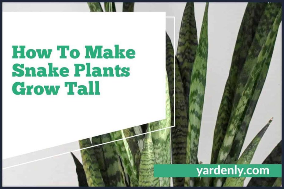 How To Make Snake Plants Grow Tall (1)