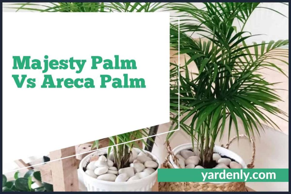 Majesty Palm Vs Areca Palm