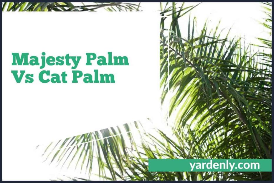 Majesty Palm Vs Cat Palm (2)