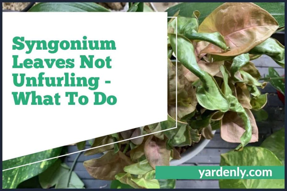 Syngonium Leaves Not Unfurling - What To Do