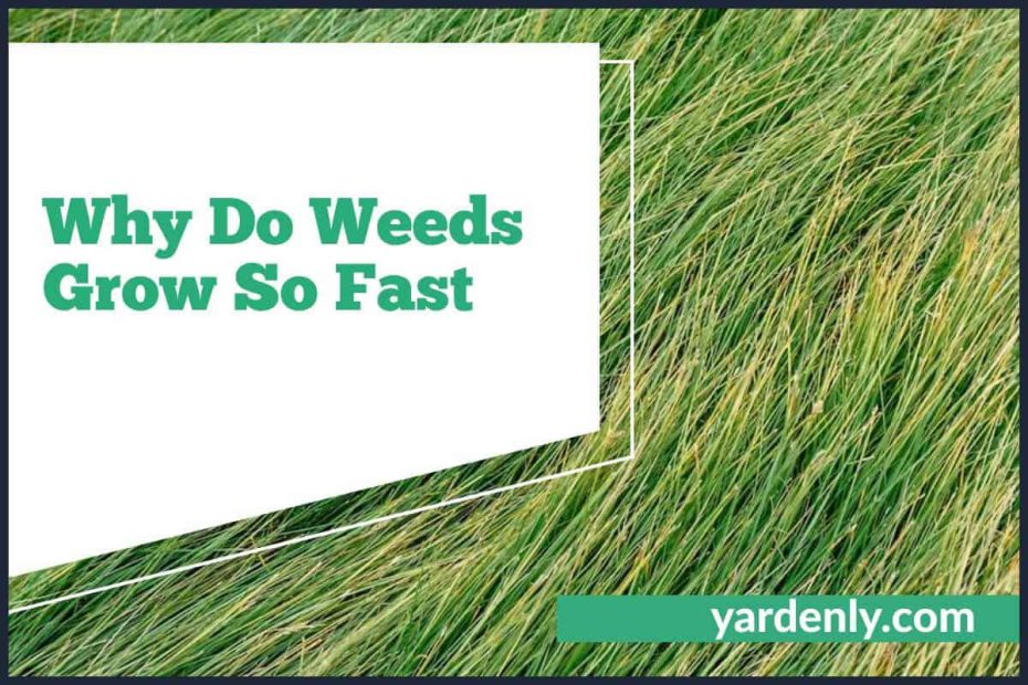 Why Do Weeds Grow So Fast (1)
