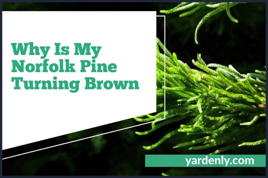 Why Is My Norfolk Pine Turning Brown (1)