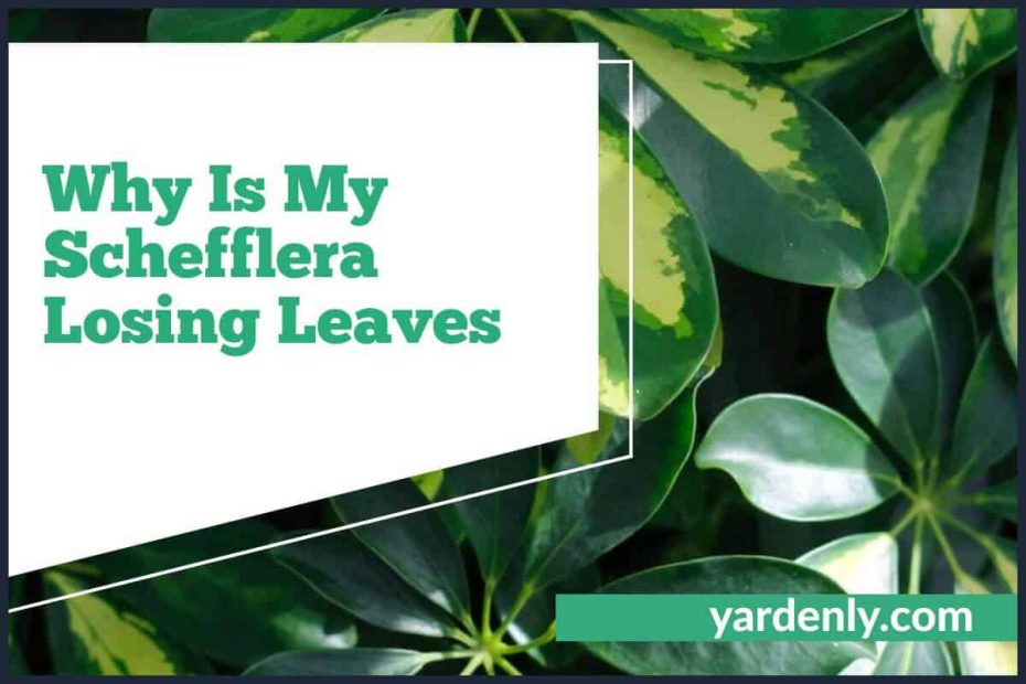 Why Is My Schefflera Losing Leaves (2)