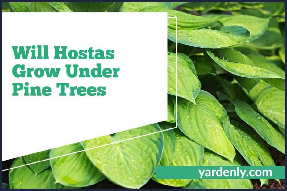 Will Hostas Grow Under Pine Trees (1)