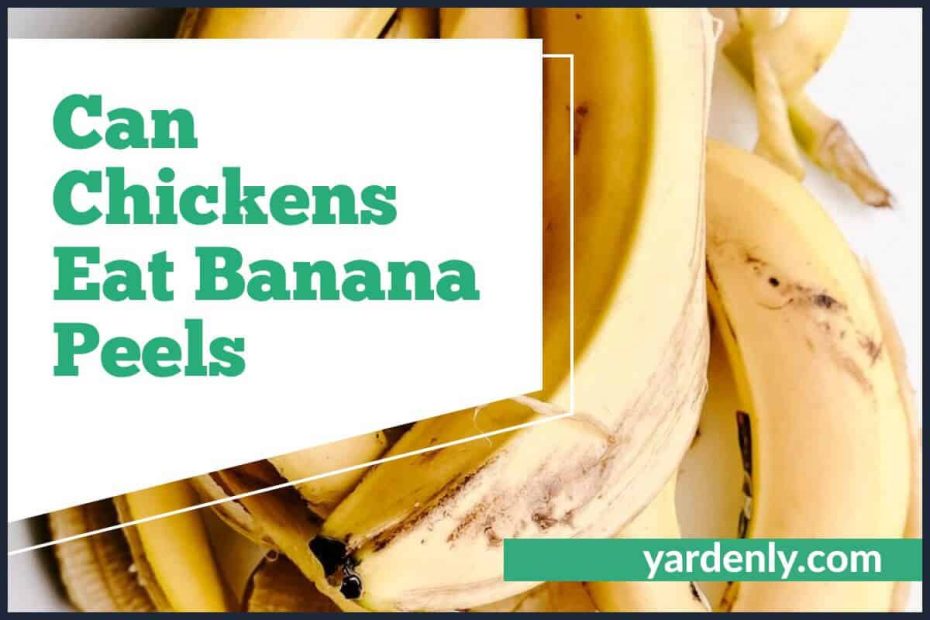 Can Chickens Eat Banana Peels (1)