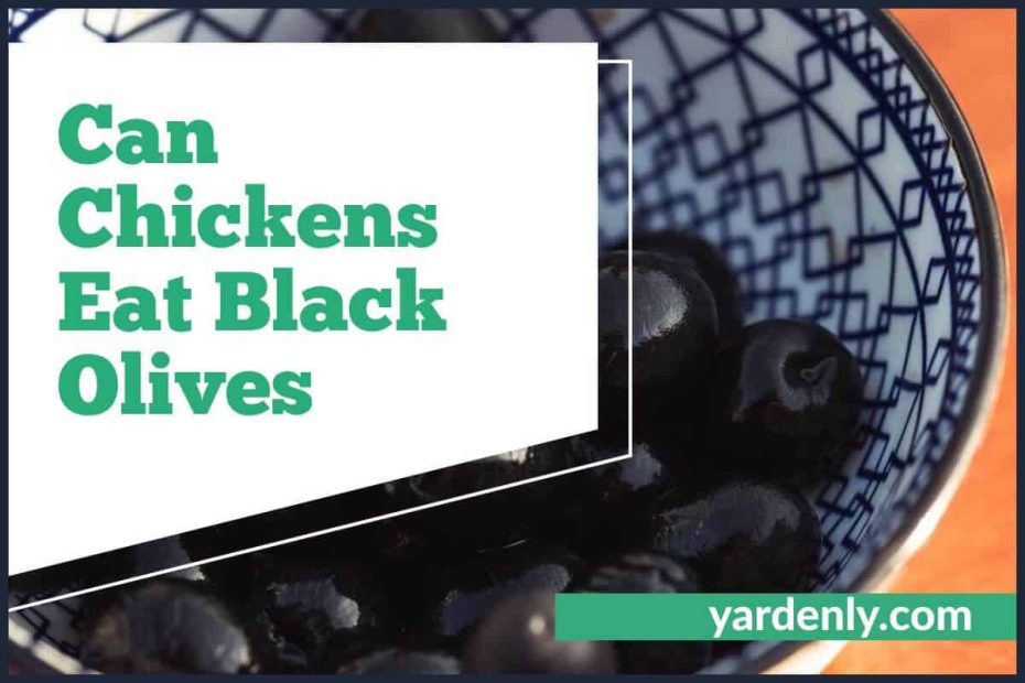 Can Chickens Eat Black Olives (1)