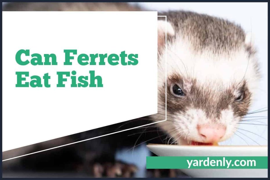 Can Ferrets Eat Fish