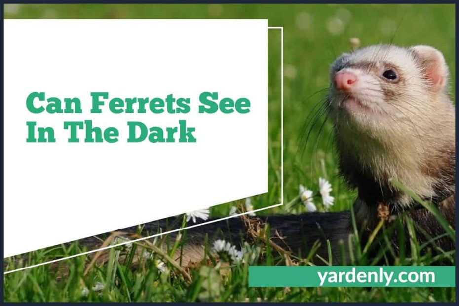 Can Ferrets See In The Dark