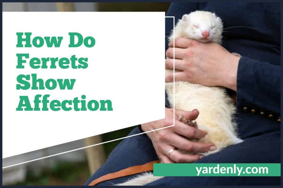 How Do Ferrets Show Affection