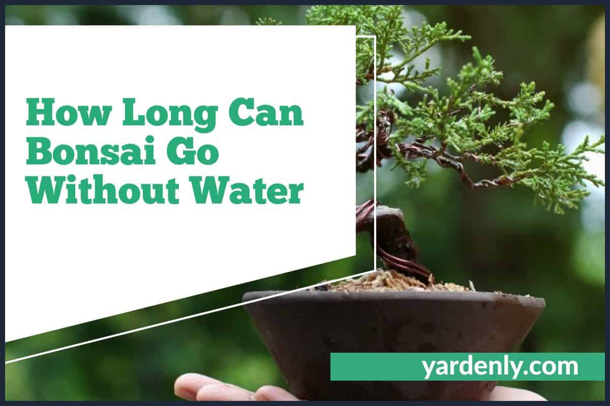 How Long Can Bonsai Go Without Water
