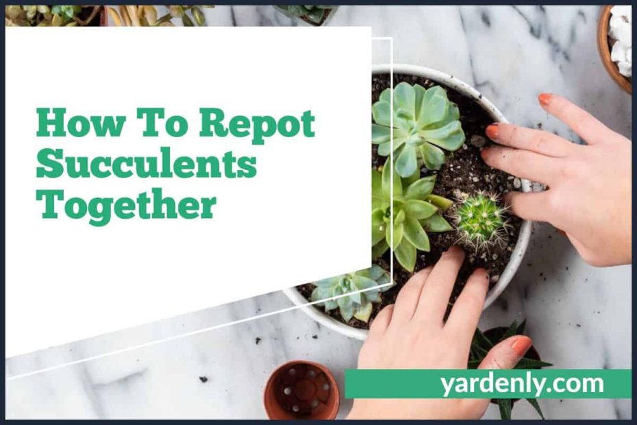 How To Repot Succulents Together