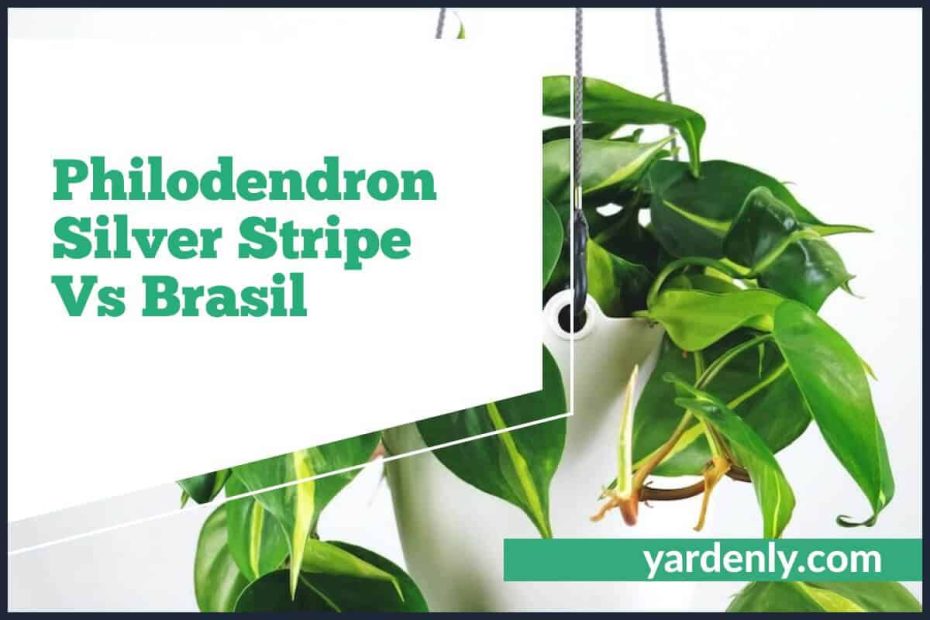 Philodendron Silver Stripe Vs Brasil (1)