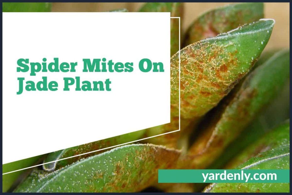 Spider Mites On Jade Plant