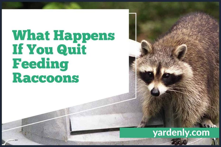 What Happens If You Quit Feeding Raccoons