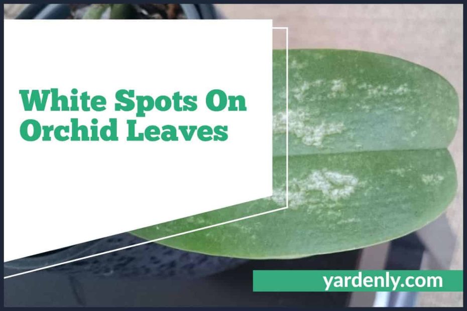White Spots On Orchid Leaves