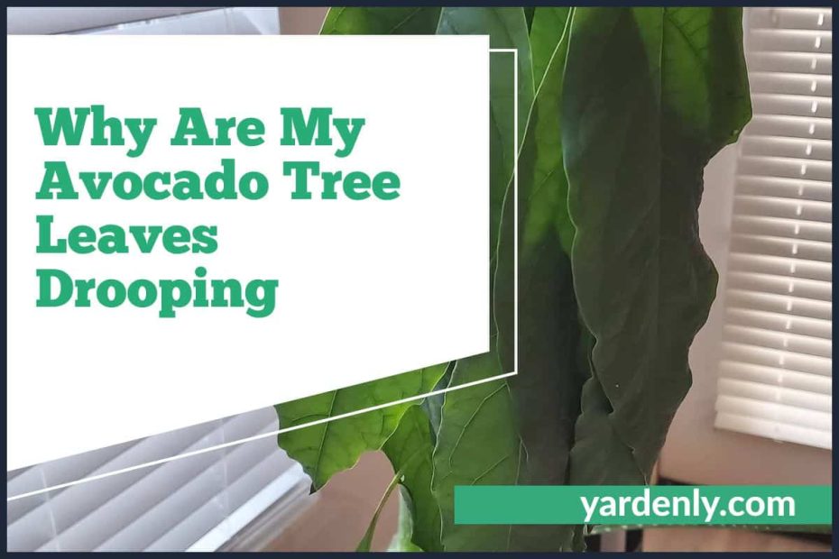 Why Are My Avocado Tree Leaves Drooping