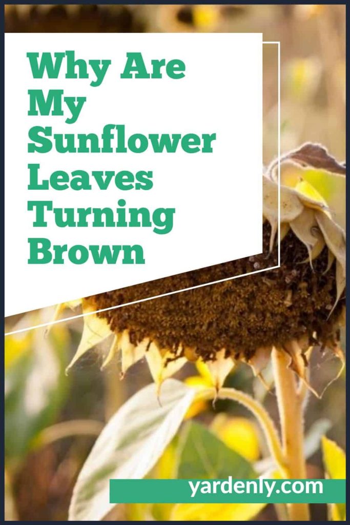 Why Are My Sunflower Leaves Turning Brown