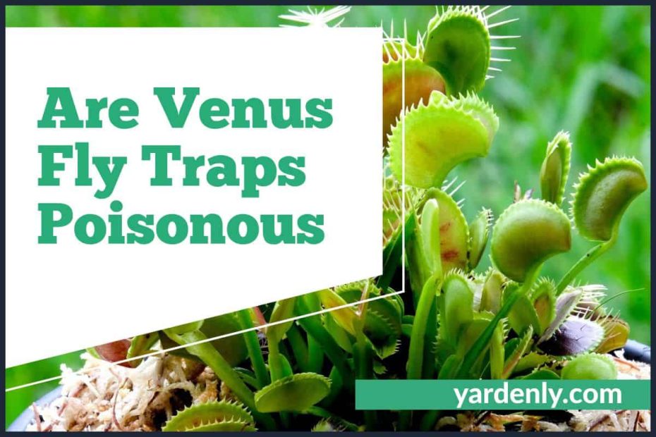 Are Venus Fly Traps Poisonous