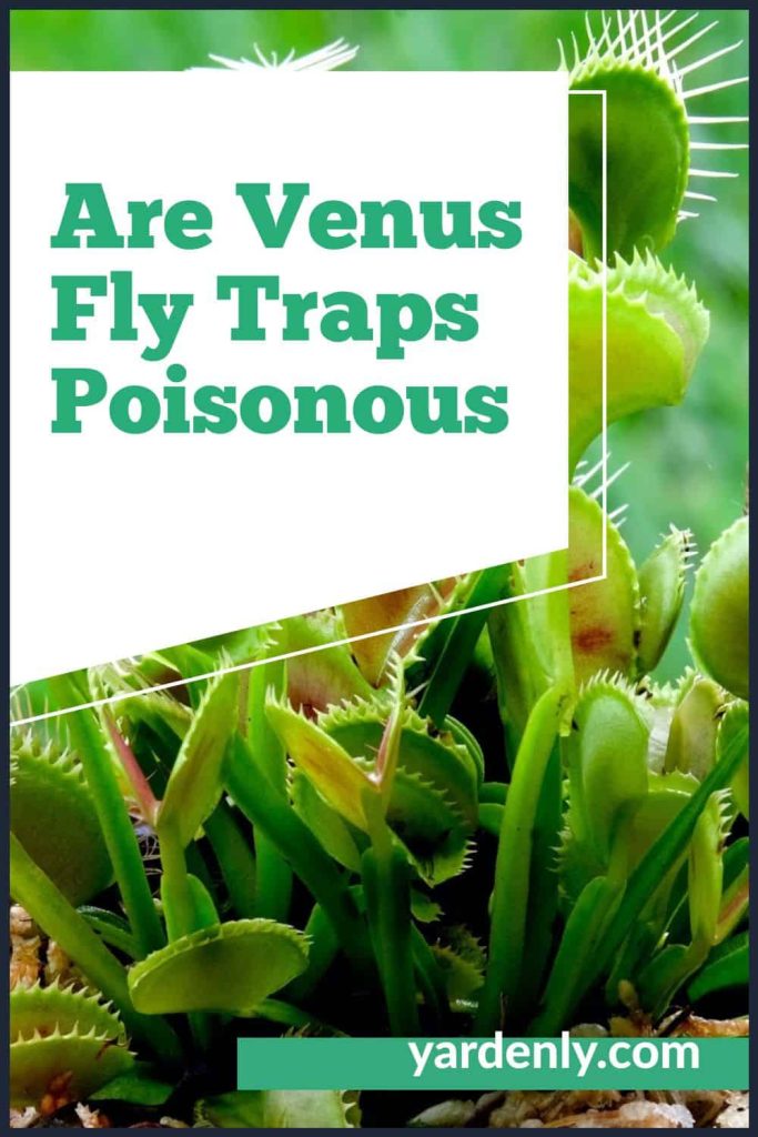 Are Venus Fly Traps Poisonous