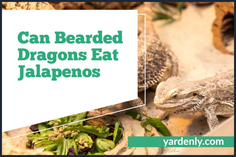 Can Bearded Dragons Eat Jalapenos