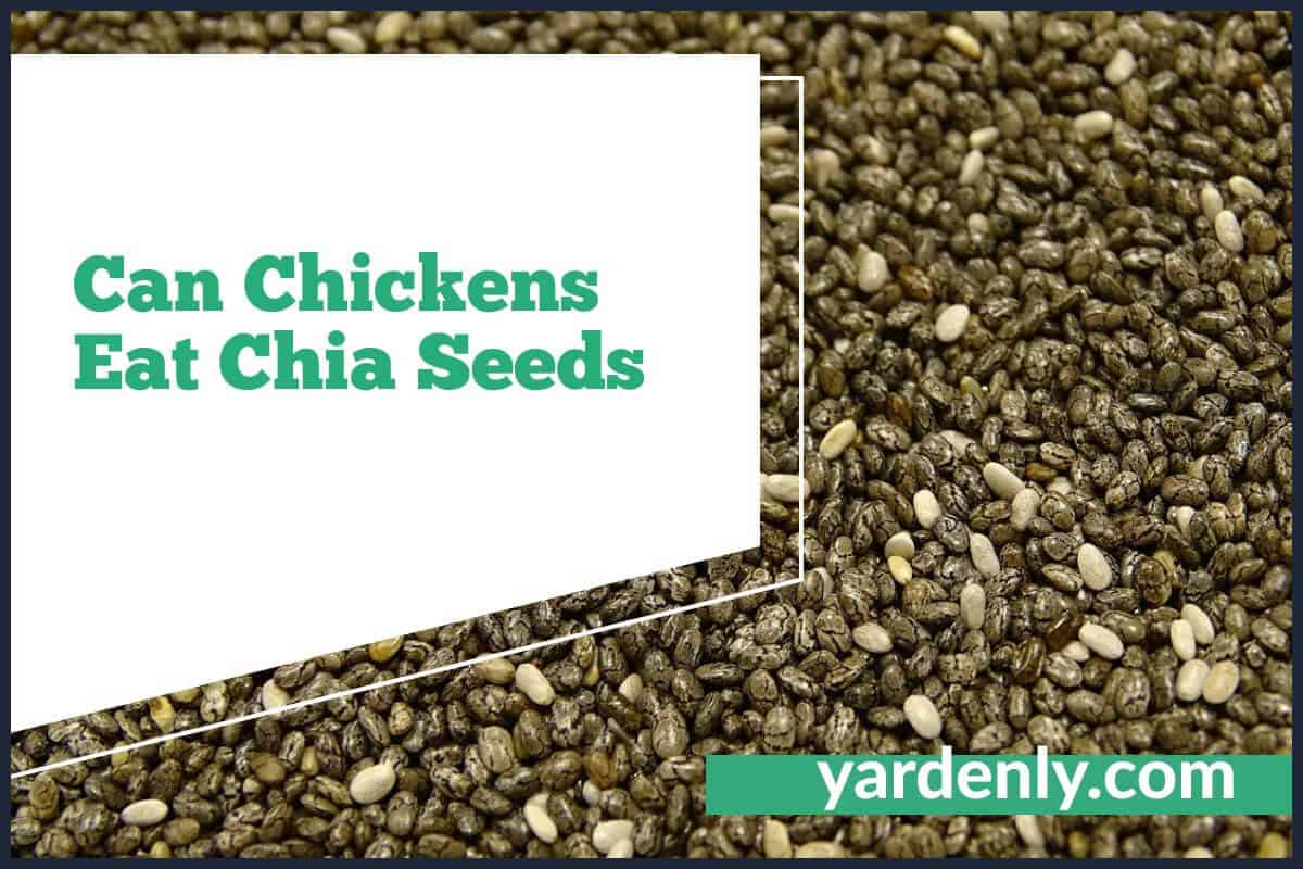 Can Chickens Eat Chia Seeds