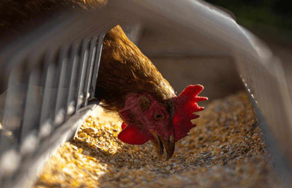 Can Chickens Eat Chia Seeds