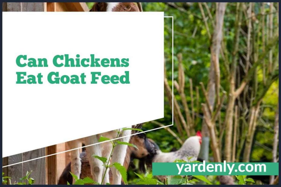 Can Chickens Eat Goat Feed (1)
