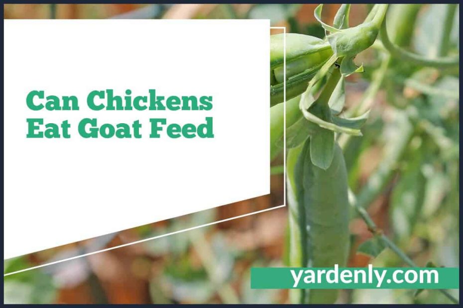 Can Chickens Eat Snap Peas (1)