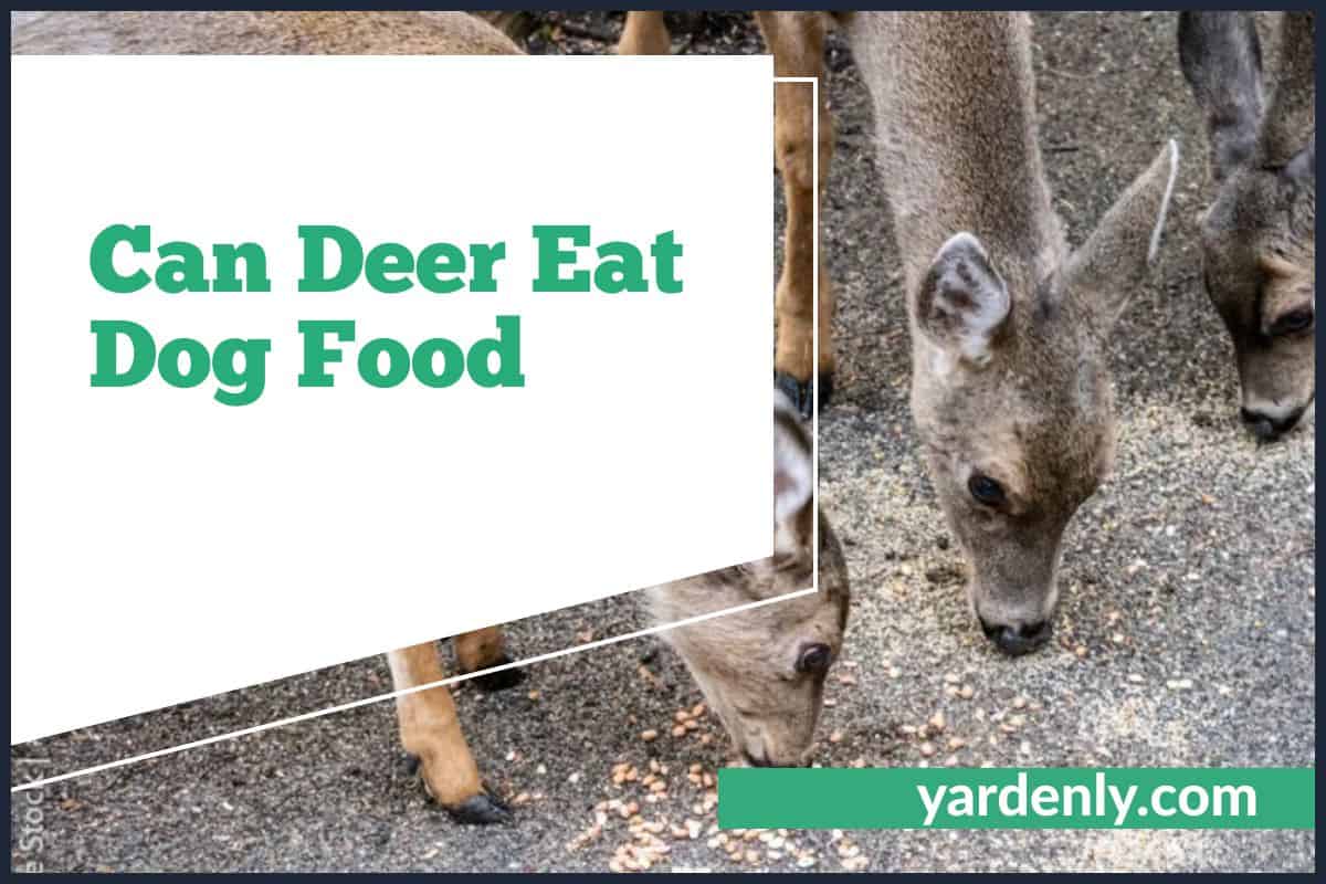 Can Deer Eat Dog Food