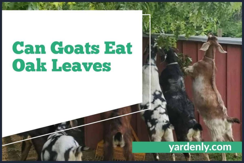 Can Goats Eat Oak Leaves