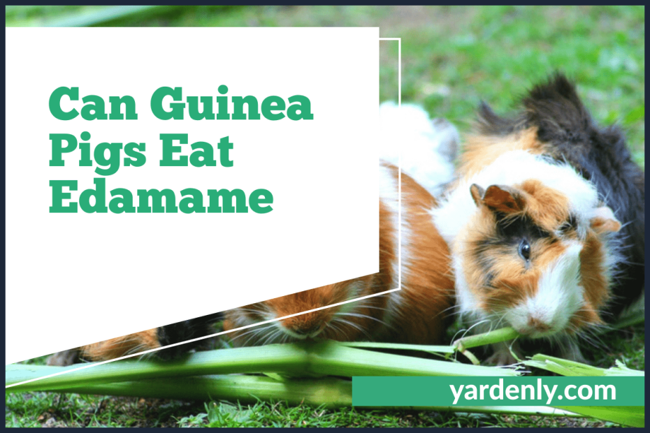Can Guinea Pigs Eat Edamame