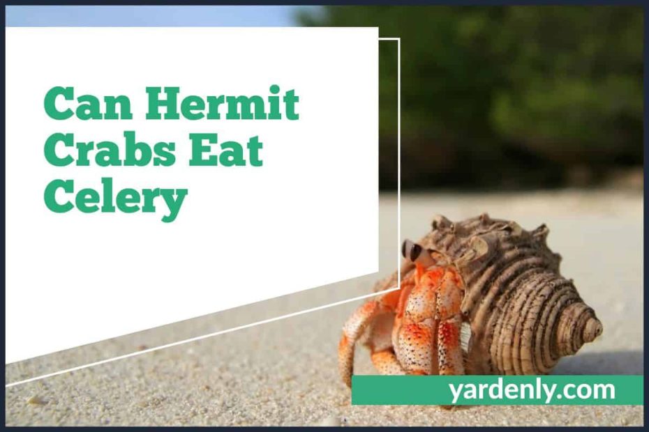 Can Hermit Crabs Eat Celery
