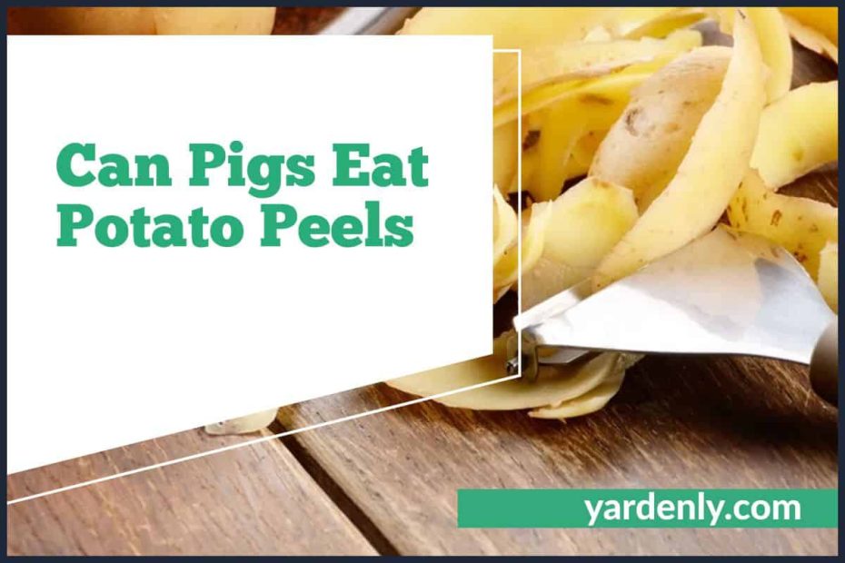 Can Pigs Eat Potato Peels