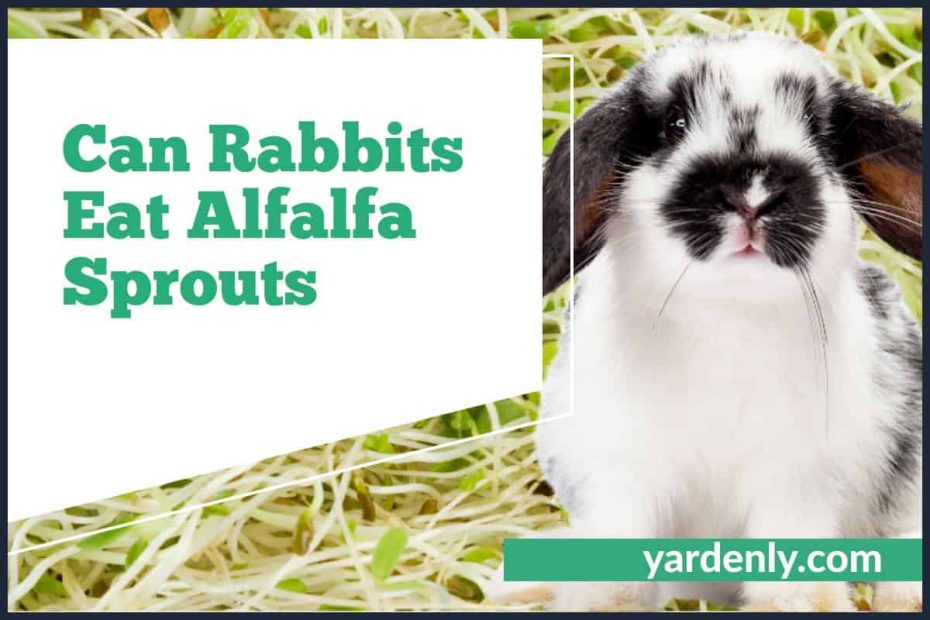 Can Rabbits Eat Alfalfa Sprouts