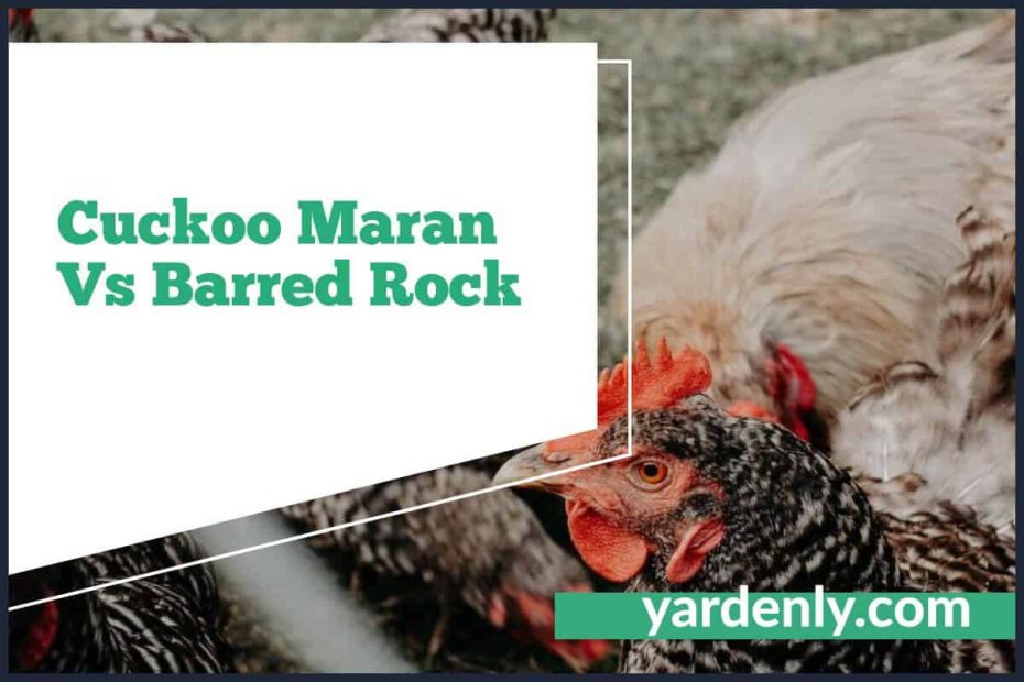 Cuckoo Maran Vs Barred Rock (2)