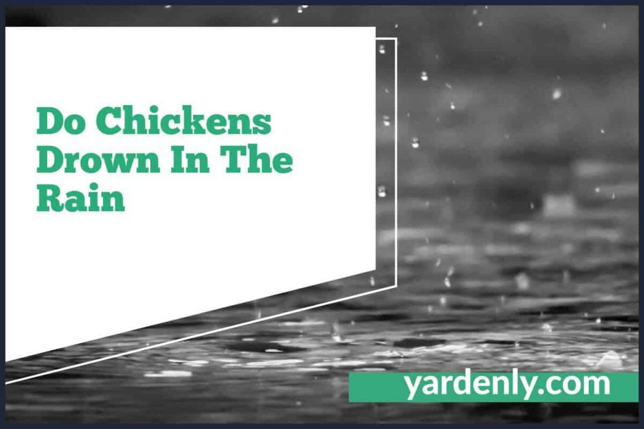 Do Chickens Drown In The Rain (1)