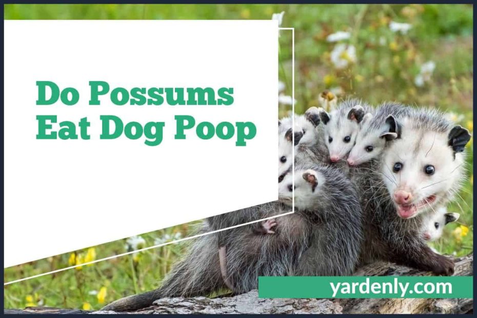 Do Possums Eat Dog Poop