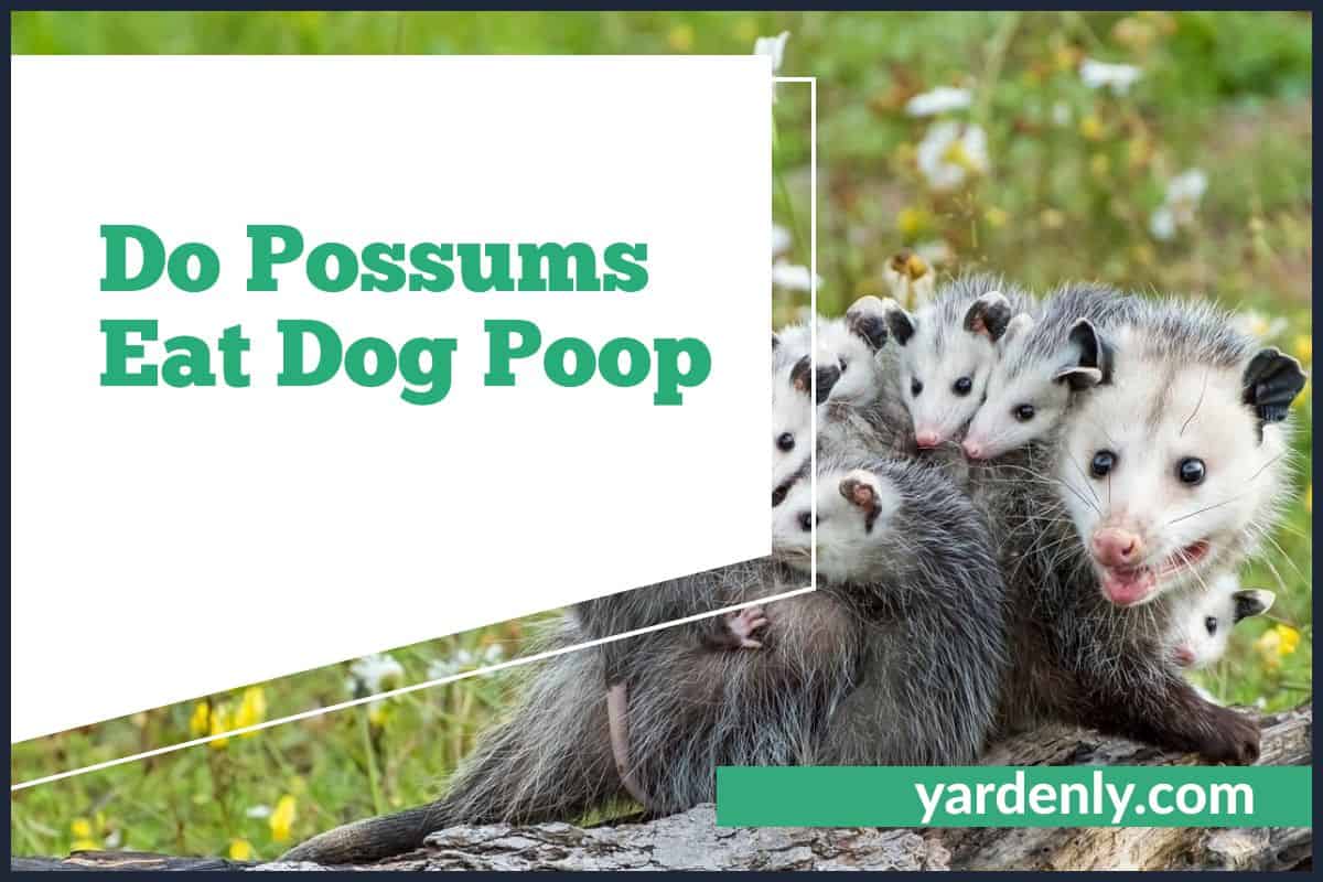 Do Possums Eat Dog Poop