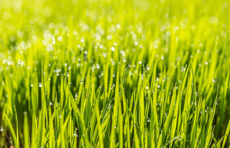 Grass Seed Not Growing After 3 Weeks