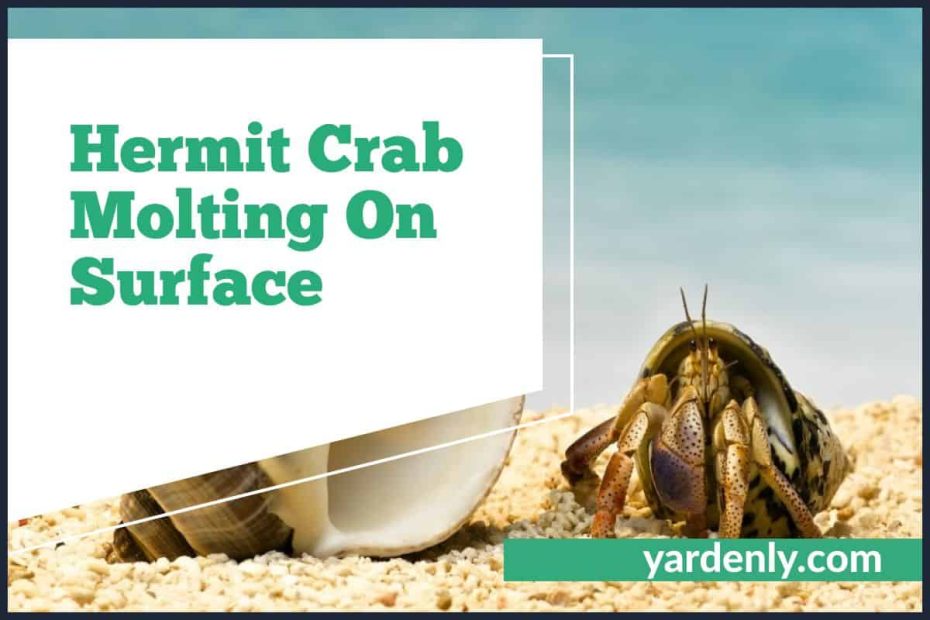 Hermit Crab Molting On Surface