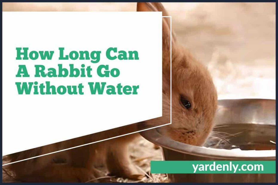 How Long Can A Rabbit Go Without Water