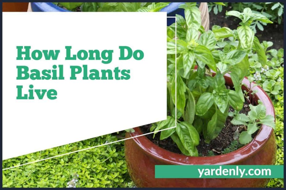 How Long Do Basil Plants Live