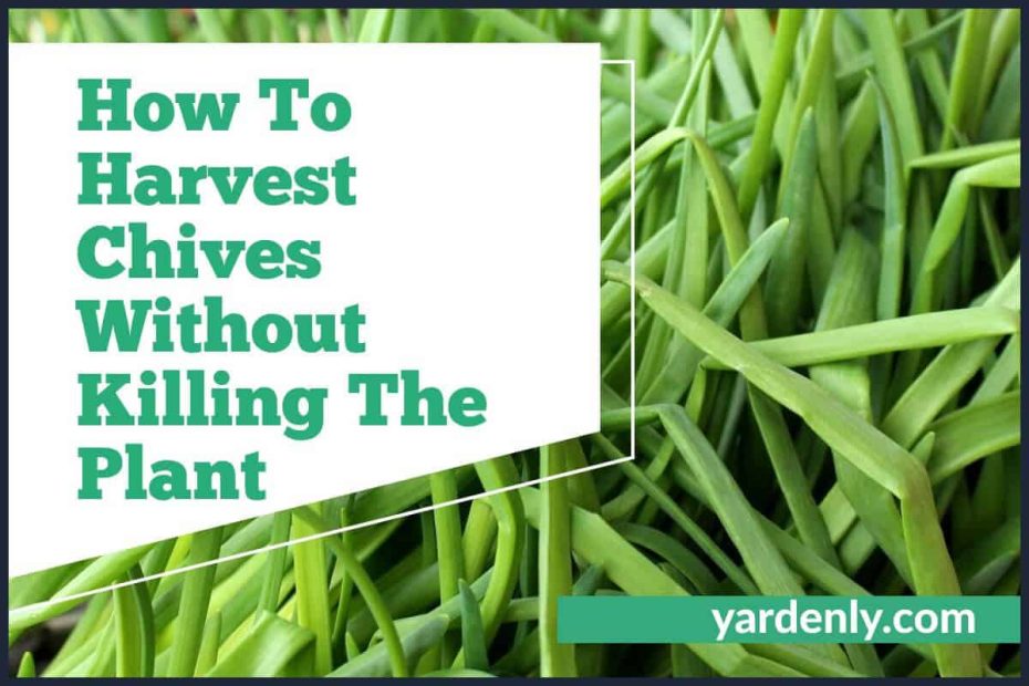 How To Harvest Chives Without Killing The Plant (2)