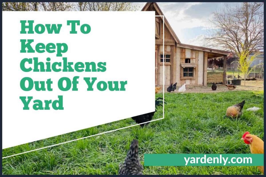 How To Keep Chickens Out Of Your Yard (2)