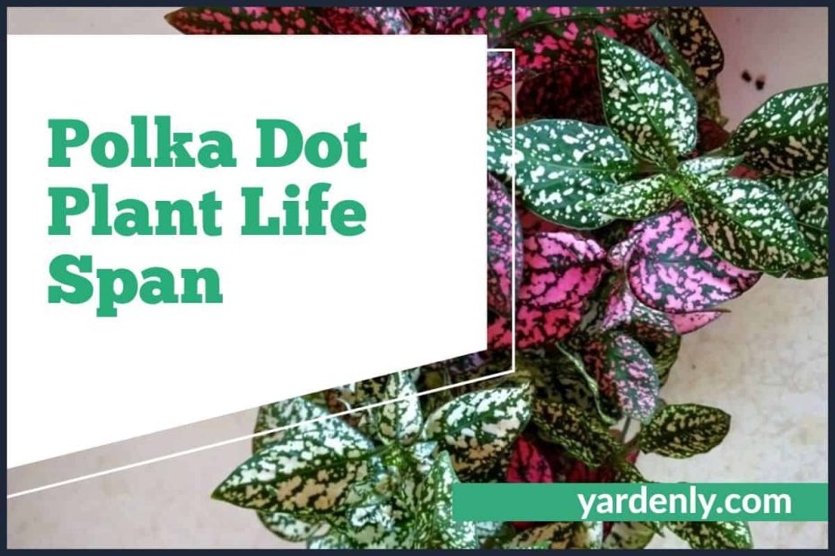 Polka Dot Plant Life Span