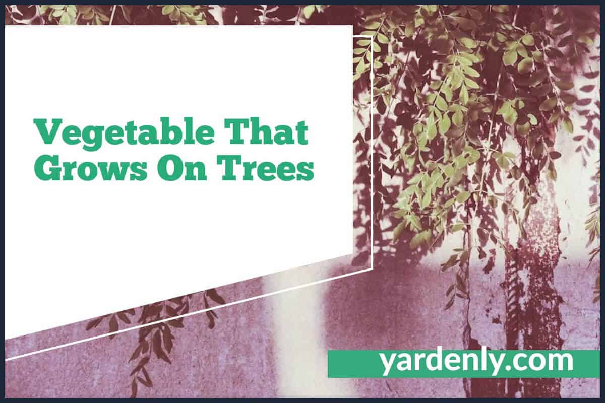 Vegetable That Grows On Trees