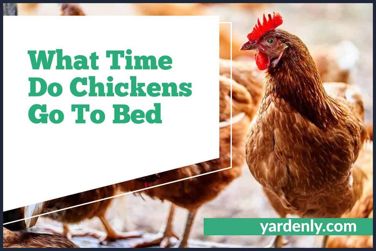 What Time Do Chickens Go To Bed