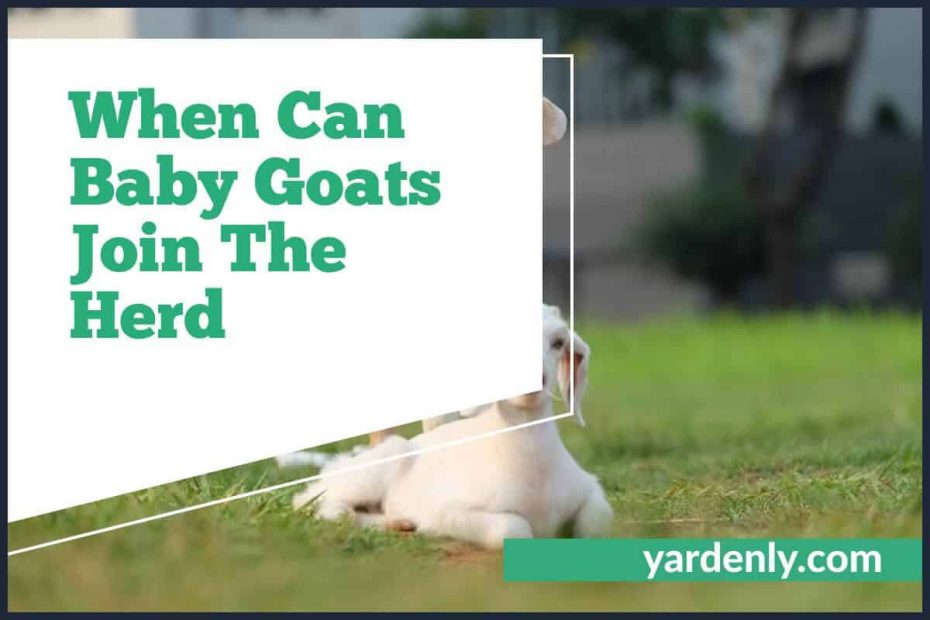 When Can Baby Goats Join The Herd (2)
