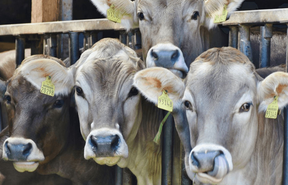 Why Do Cows Stare At You